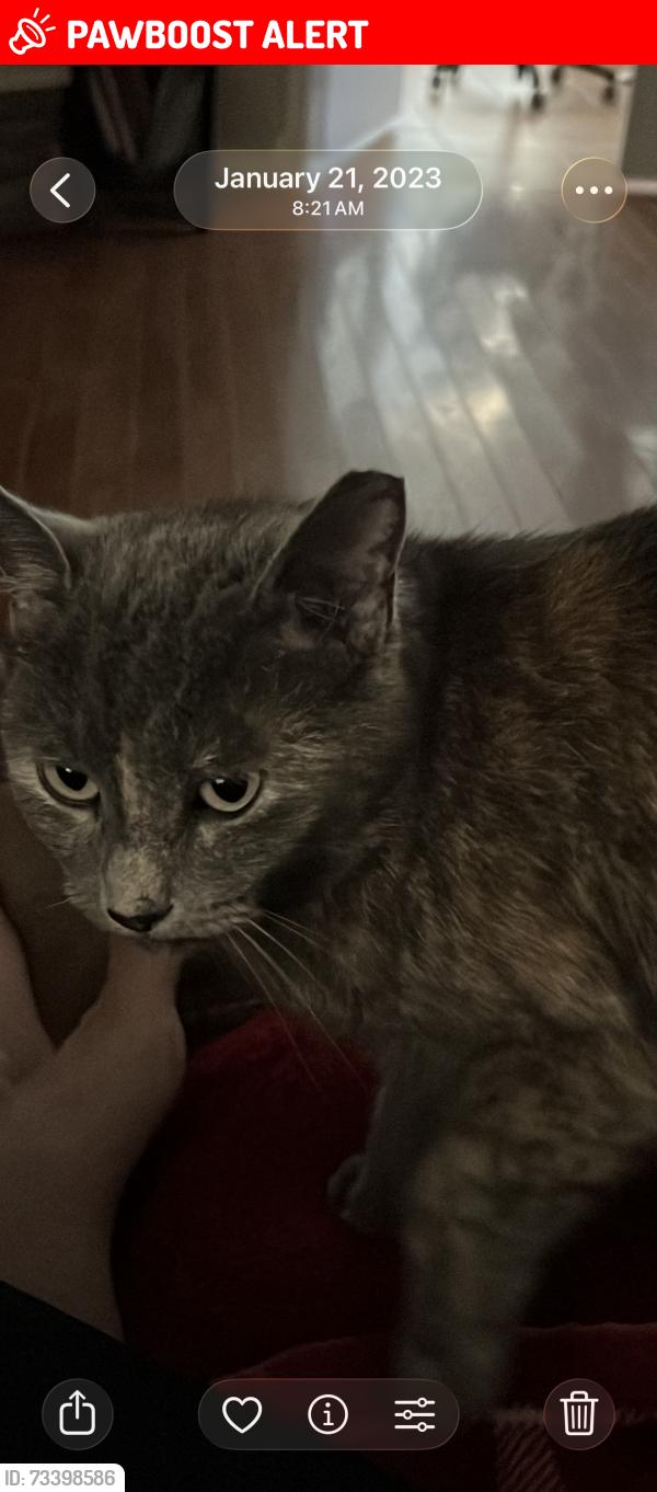 Lost Female Cat last seen HUNTINGTON MOBILE ests, Huntington Beach, CA 92648