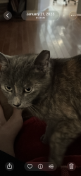 Lost Female Cat last seen HUNTINGTON MOBILE ests, Huntington Beach, CA 92648