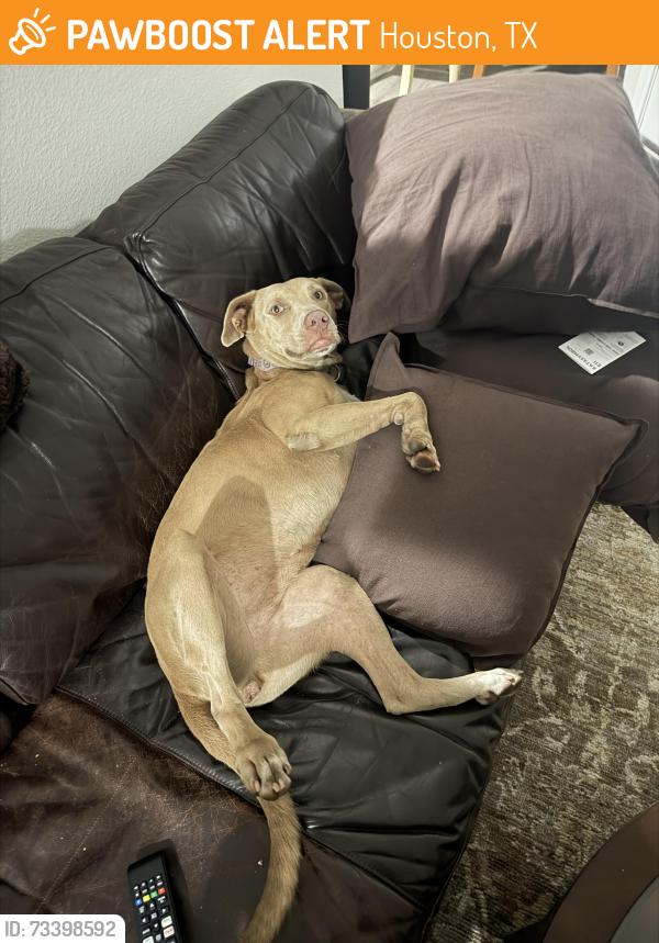 Found/Stray Female Dog last seen Manchester st Houston tx, Houston, TX 77002