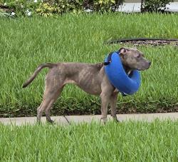 Found/Stray Unknown Dog last seen Cypress Preserve Parkway, Bithlo, FL 32820