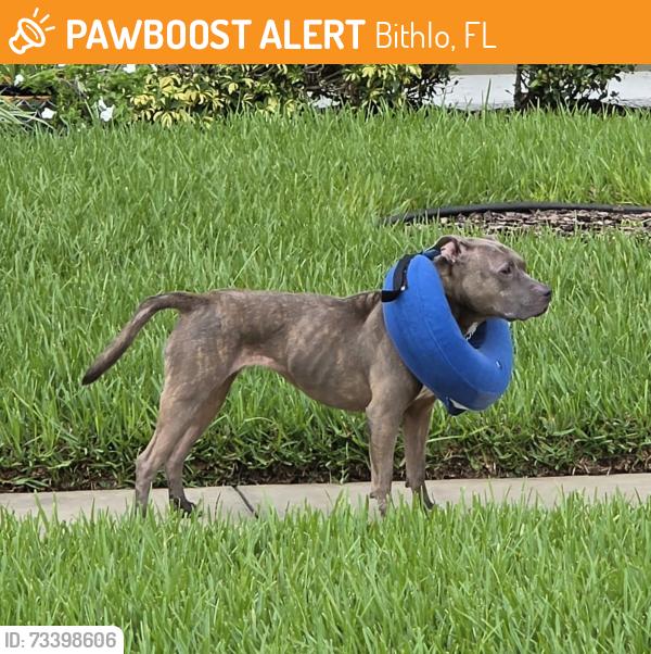 Found/Stray Unknown Dog last seen Cypress Preserve Parkway, Bithlo, FL 32820