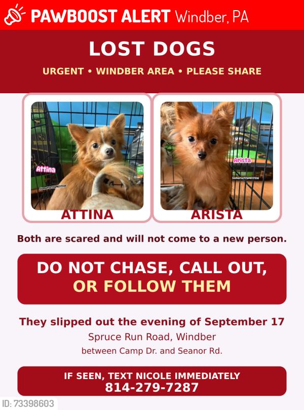Lost Female Dog last seen Between Seanor rd & Camp Dr, Windber, PA 15963