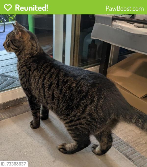 Reunited Unknown Cat last seen S. Pilgrim St. & 57th Ave S., Seattle, WA 98118