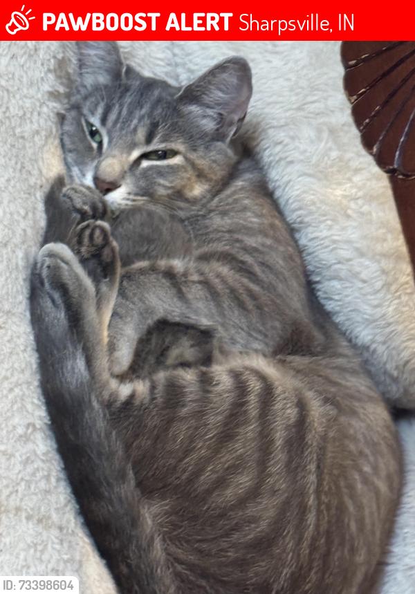 Lost Female Cat last seen State rd 19, Sharpsville, IN 46068