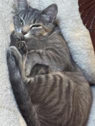 Lost Female Cat last seen State rd 19, Sharpsville, IN 46068