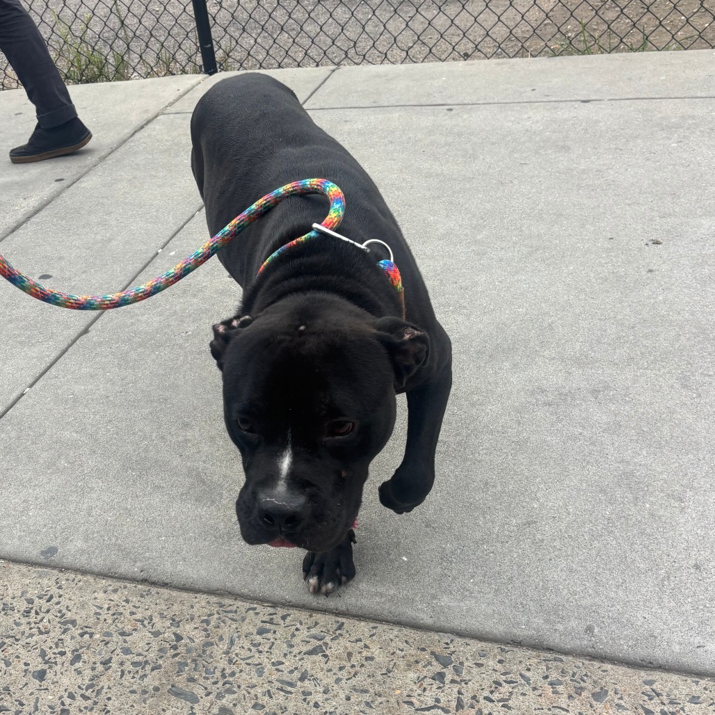 Shelter Stray Male Dog last seen , Animal Care & Control Team of Philly, 111 W Hunting Park Ave, Philadelphia, PA 19140, USA