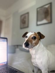 Reunited Male Dog last seen Near N Towne Ave, Pomona, CA 91767, USA, Pomona, CA 91767