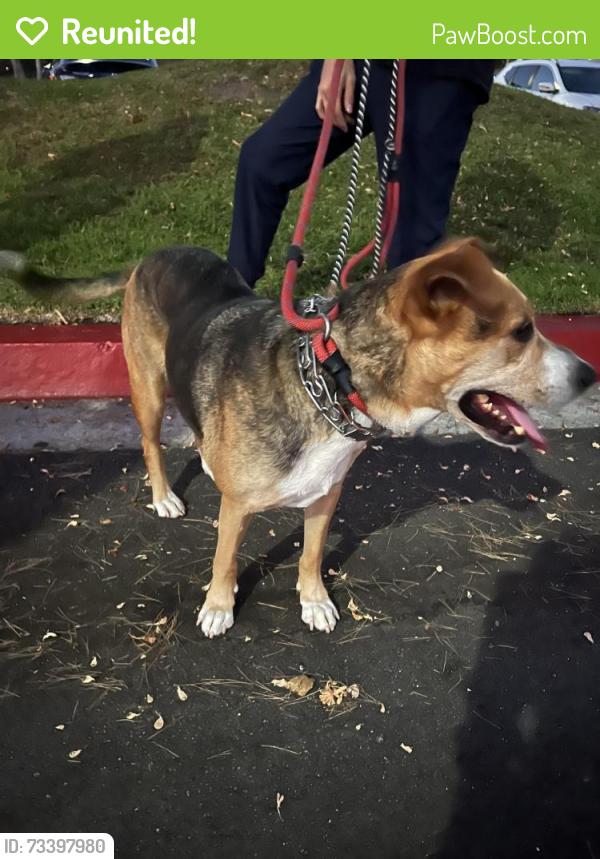Reunited Male Dog last seen PCH Ritz drive, Orange County, CA 92629