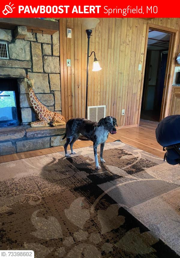 Lost Female Dog last seen Near N Vera Cruz Drive, Springfield, MO 65803