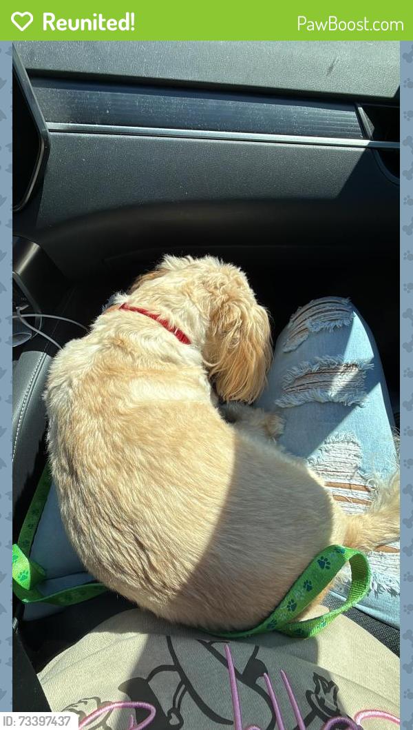 Reunited Female Dog last seen Derek rd, Mount Vernon hosp, Alexandria, VA 22306