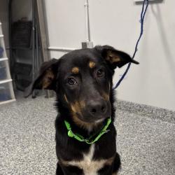 Shelter Stray Male Dog last seen , 328 Furman Hall Rd, Greenville, SC 29609, USA