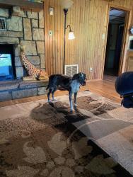 Lost Female Dog last seen Near N Vera Cruz Drive, Springfield, MO 65803