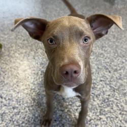 Shelter Stray Male Dog last seen , 328 Furman Hall Rd, Greenville, SC 29609, USA