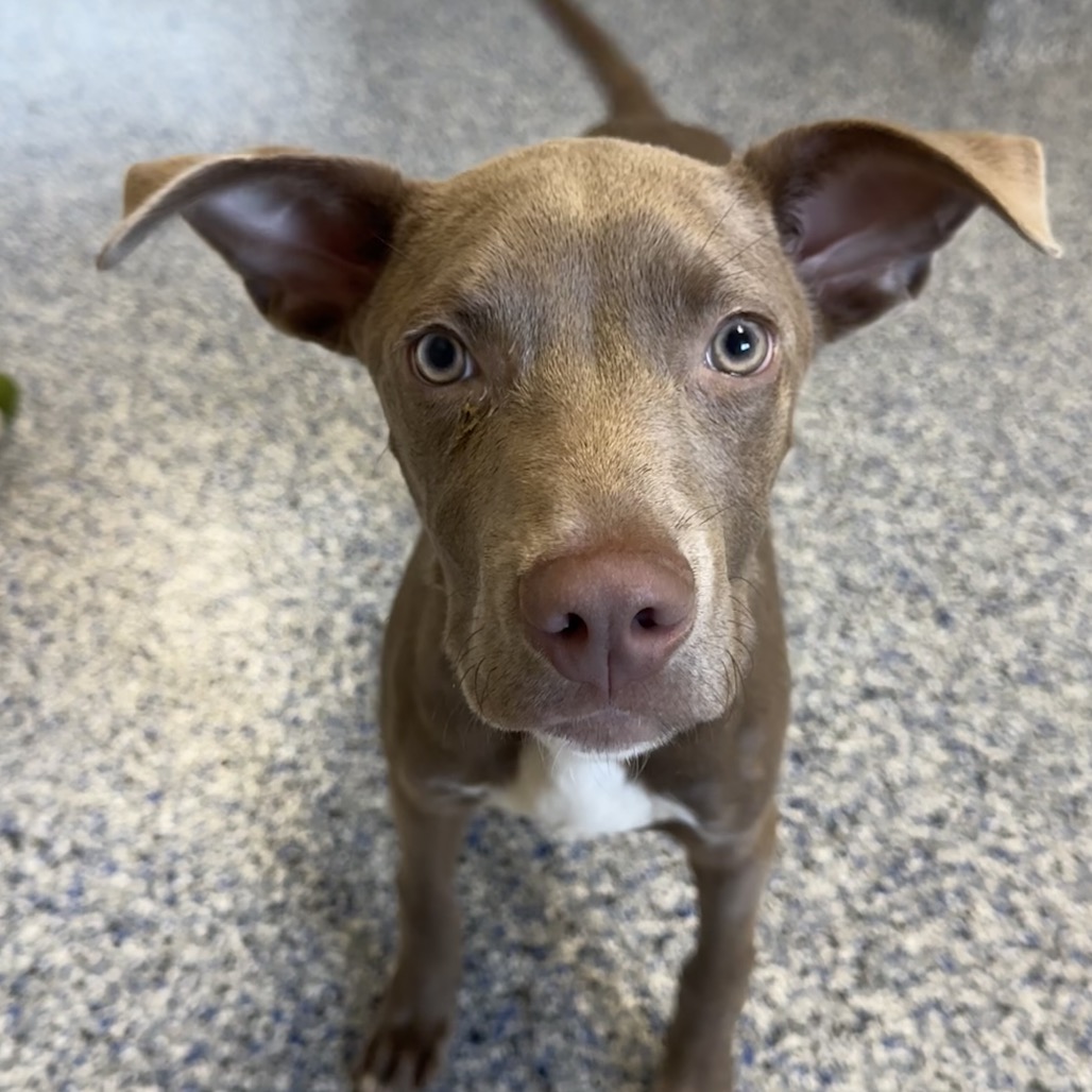 Shelter Stray Male Dog last seen , 328 Furman Hall Rd, Greenville, SC 29609, USA