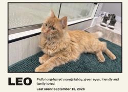 Lost Male Cat last seen Near East & E Pheasant Brook Rd, Sandy, UT 84092