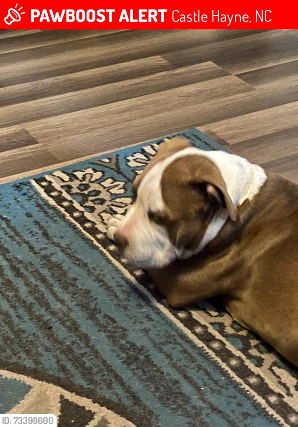 Lost Male Dog last seen Rock hill rd, Castle Hayne, NC 28429