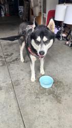 Found/Stray Male Dog last seen Essely and Beverly blvd, found in the heights on Beverly community, Whittier, CA 90601