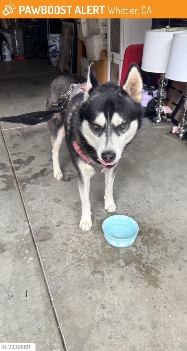 Found/Stray Male Dog last seen Essely and Beverly blvd, found in the heights on Beverly community, Whittier, CA 90601