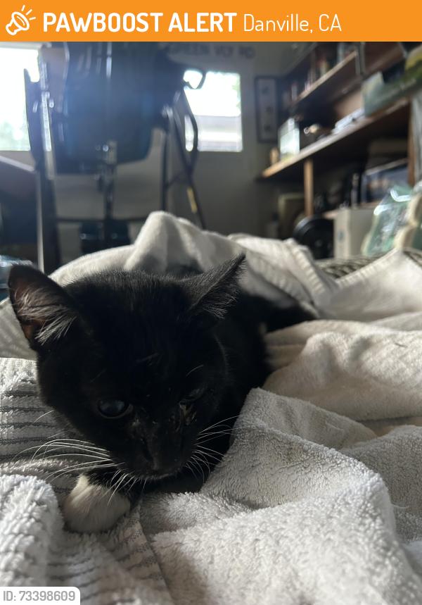 Found/Stray Unknown Cat last seen El Cerro Boulevard, Danville, CA 94526