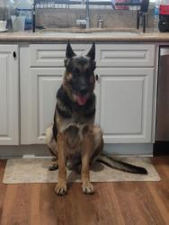 Reunited Male Dog last seen W Ramona Rd, Alhambra, CA, USA, Alhambra, CA 91803