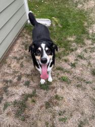 Found/Stray Unknown Dog last seen NE 64th and NE Beech, Portland, OR 97213