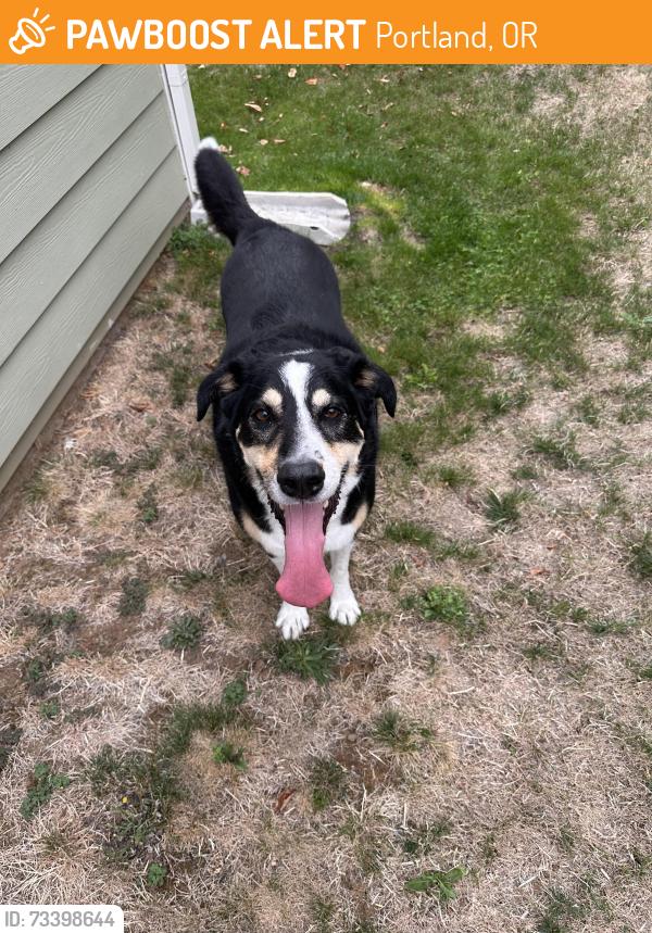 Found/Stray Unknown Dog last seen NE 64th and NE Beech, Portland, OR 97213