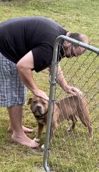 Found/Stray Male Dog last seen Abattoir rd, county line road, live oak rd, Abattoir Rd, NC 27521