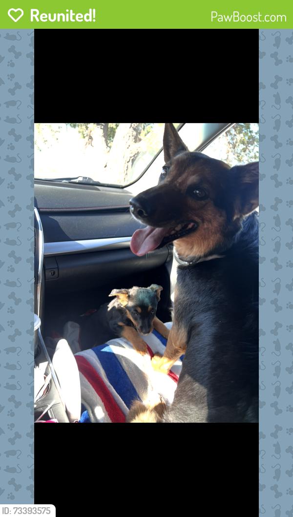 Reunited Female Dog last seen W 39th st, Los Angeles, CA 90062