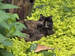 Lost Female Cat last seen E 44th Terr S, Independence, MO 64055