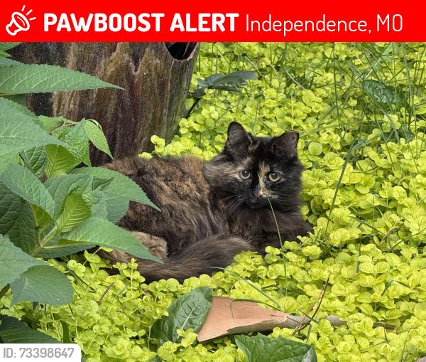 Lost Female Cat last seen E 44th Terr S, Independence, MO 64055
