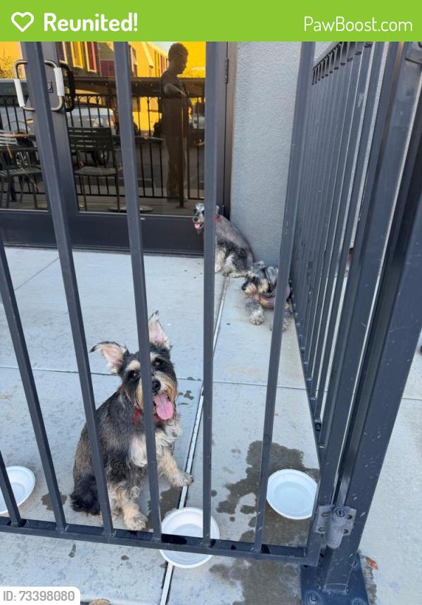 Reunited Unknown Dog last seen 7th St and Moreland, Phoenix, AZ 85006