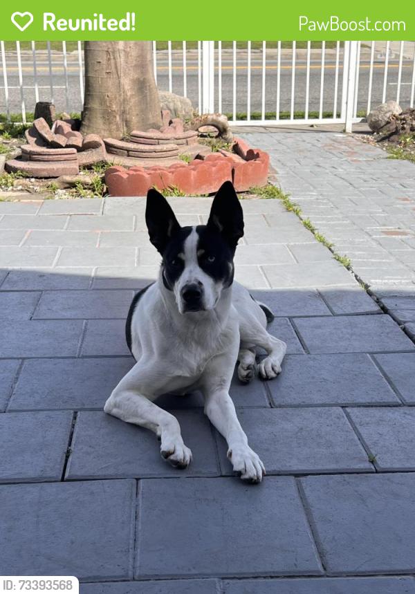 Reunited Male Dog last seen W 39st, Los Angeles, CA 90062