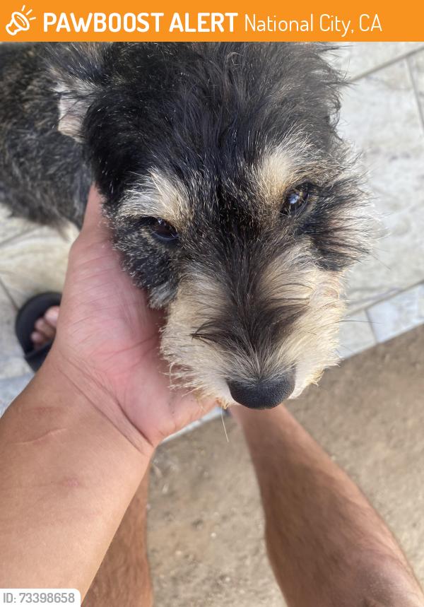 Found/Stray Female Dog last seen Near eta st, national city, National City, CA 91950