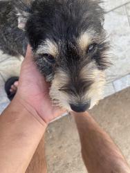 Found/Stray Female Dog last seen Near eta st, national city, National City, CA 91950