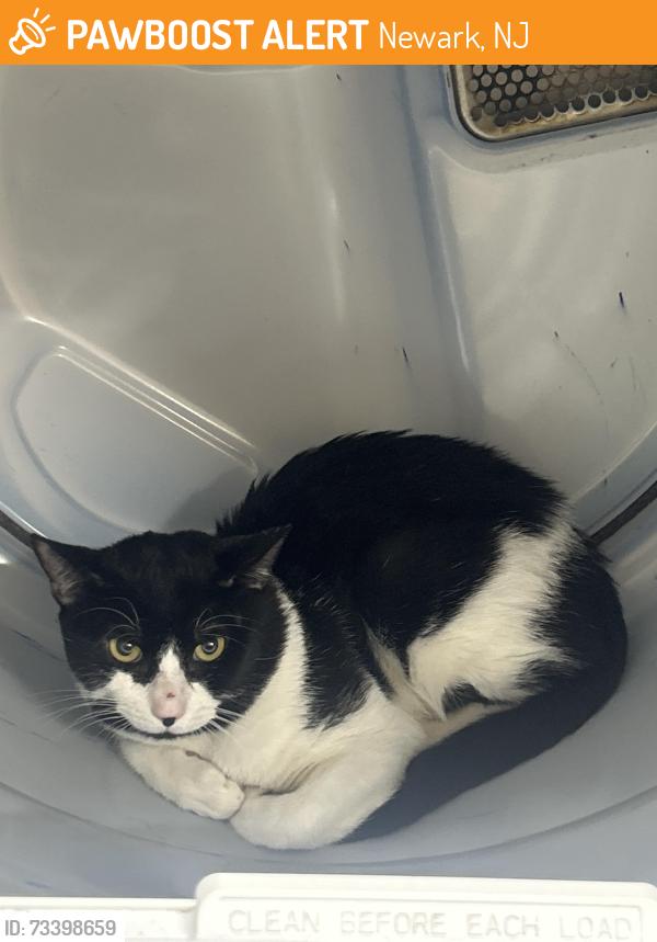 Found/Stray Unknown Cat last seen Lincoln ave and Chester ave, Newark, NJ 07104