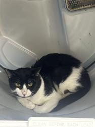 Found/Stray Unknown Cat last seen Lincoln ave and Chester ave, Newark, NJ 07104
