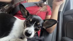 Reunited Female Dog last seen Romeoville, IL, USA, Romeoville, IL 60446