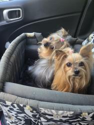 Lost Female Dog last seen Cherry lane And Oak, Sarasota, FL 34236