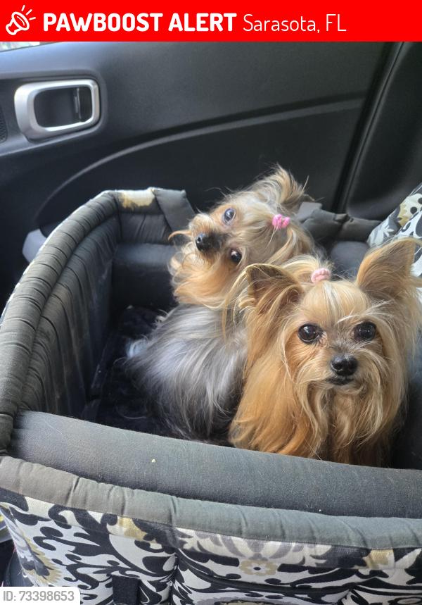 Lost Female Dog last seen Cherry lane And Oak, Sarasota, FL 34236