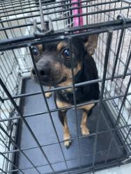 Reunited Male Dog last seen Rock Rose Court. Eastvale California, Eastvale, CA 92880