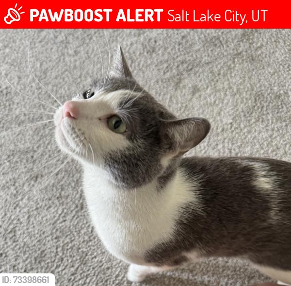 Lost Male Cat last seen 4th Avenue, Salt Lake City, UT 84103