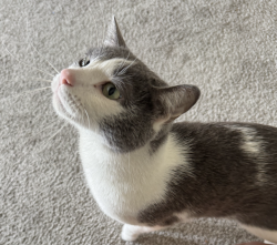 Lost Male Cat last seen 4th Avenue, Salt Lake City, UT 84103