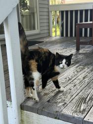 Found/Stray Unknown Cat last seen Front street, New Haven, CT 06513