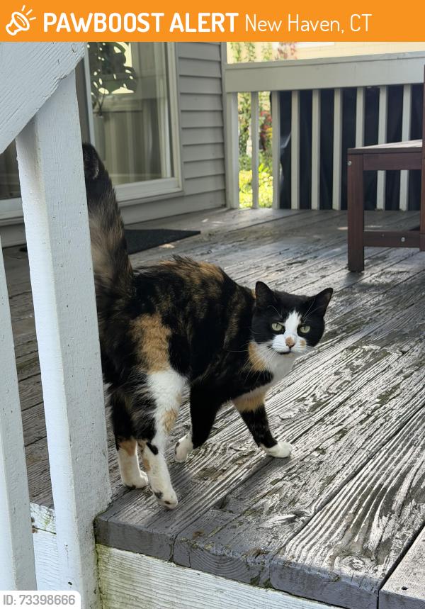 Found/Stray Unknown Cat last seen Front street, New Haven, CT 06513