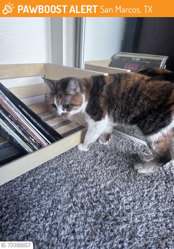 Found/Stray Unknown Cat last seen Found near the pool at The Lodge San Marcos, San Marcos, TX 78666