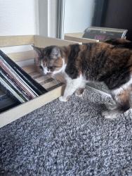 Found/Stray Unknown Cat last seen Found near the pool at The Lodge San Marcos, San Marcos, TX 78666