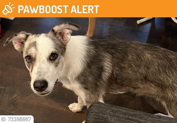 Found/Stray Female Dog last seen Green Meadow Trail and Greenbriar, Holly Lake Ranch, TX 75765