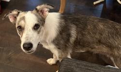 Found/Stray Female Dog last seen Green Meadow Trail and Greenbriar, Holly Lake Ranch, TX 75765