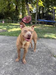 Found/Stray Male Dog last seen Providence rd, Virginia Beach, VA 23464