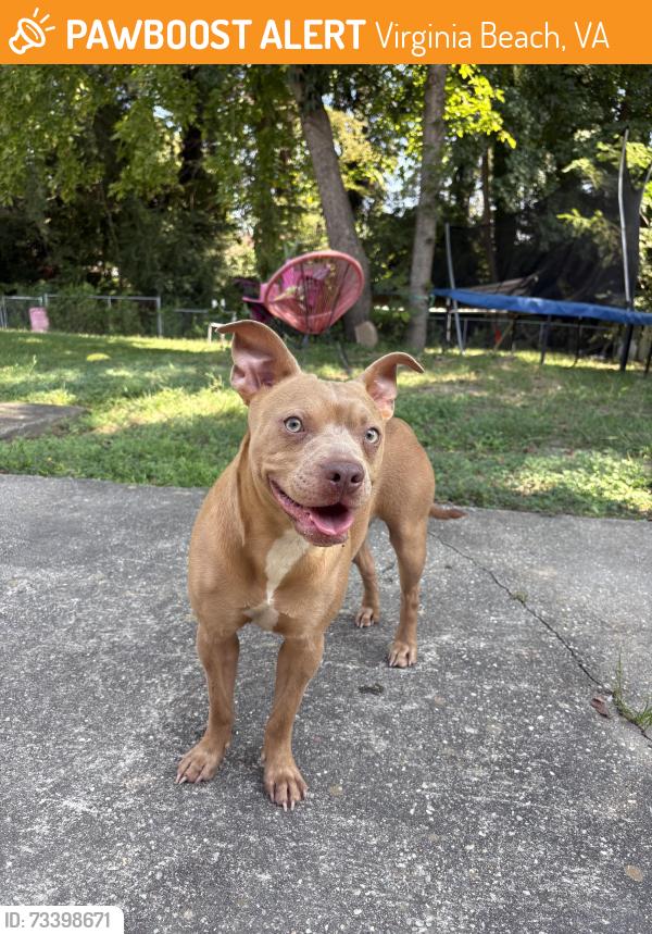 Found/Stray Male Dog last seen Providence rd, Virginia Beach, VA 23464